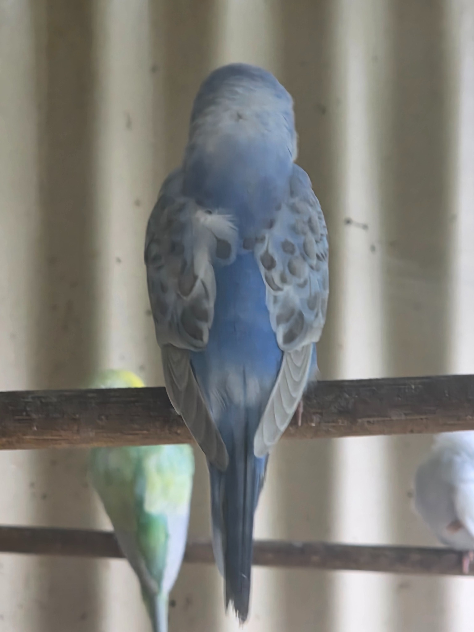 Sky Blue Opaline Clearwing photo 1