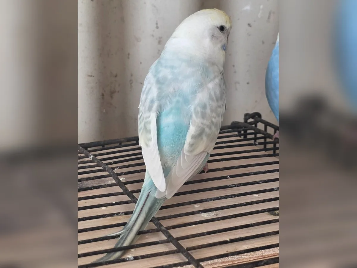 Sky Blue Opaline Clearwing budgie photo at Park Ridge Heritage Clearwing Budgies showing Opaline patterning in a Clearwing budgie