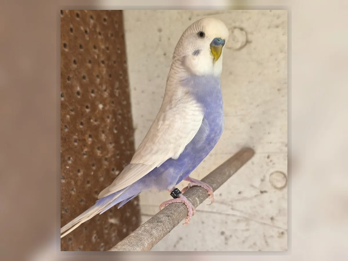 Amethyst Clearwing budgie photo at Park Ridge Heritage Clearwing Budgies showing the Amethyst Clearwing project colour and clean wing contrast