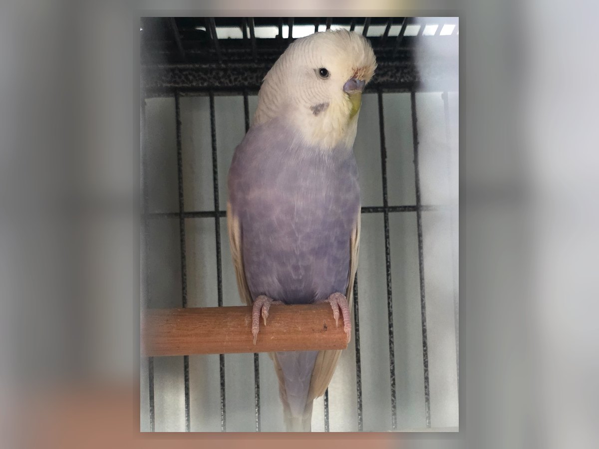 Mauve Amethyst Clearwing budgie photo
