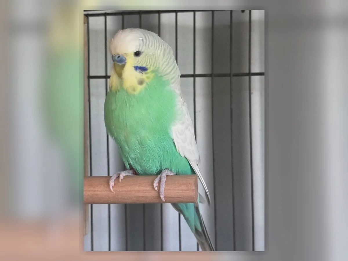 Seafoam Clearwing budgie photo at Park Ridge Heritage Clearwing Budgies showing Whitecap or Seafoam influence in the Heritage Clearwing line