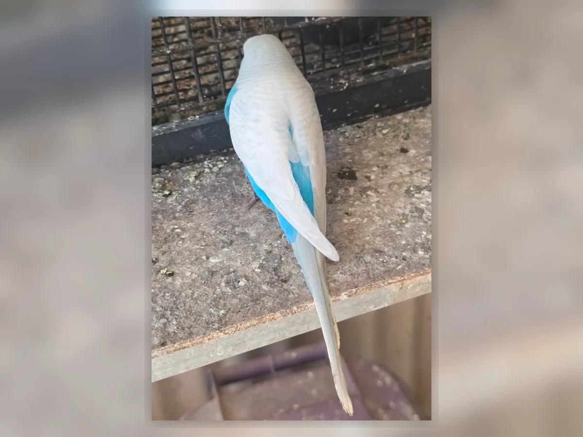 Sky Blue Clearwing budgie photo at Park Ridge Heritage Clearwing Budgies showing blue-series colour and Heritage Clearwing wing clarity