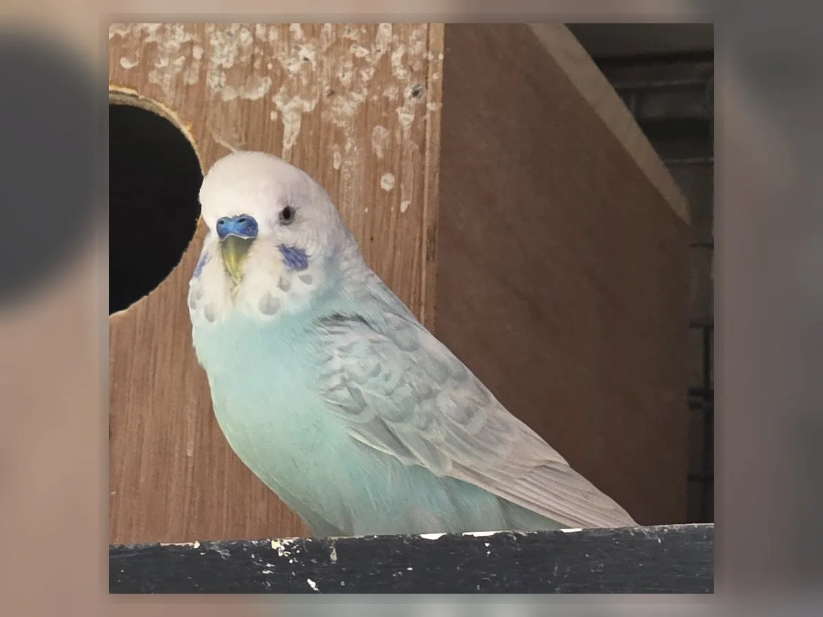 Sky Blue Opaline Clearwing budgie photo at Park Ridge Heritage Clearwing Budgies showing Opaline patterning in a Clearwing budgie