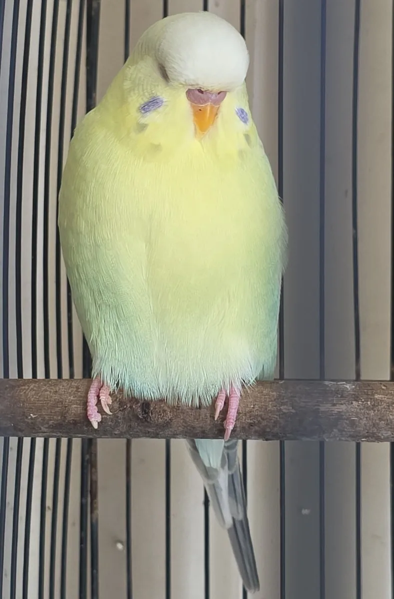 Visual Fallow Seafoam Clearwing budgie photo at Park Ridge Heritage Clearwing Budgies showing Whitecap or Seafoam influence in the Heritage Clearwing line