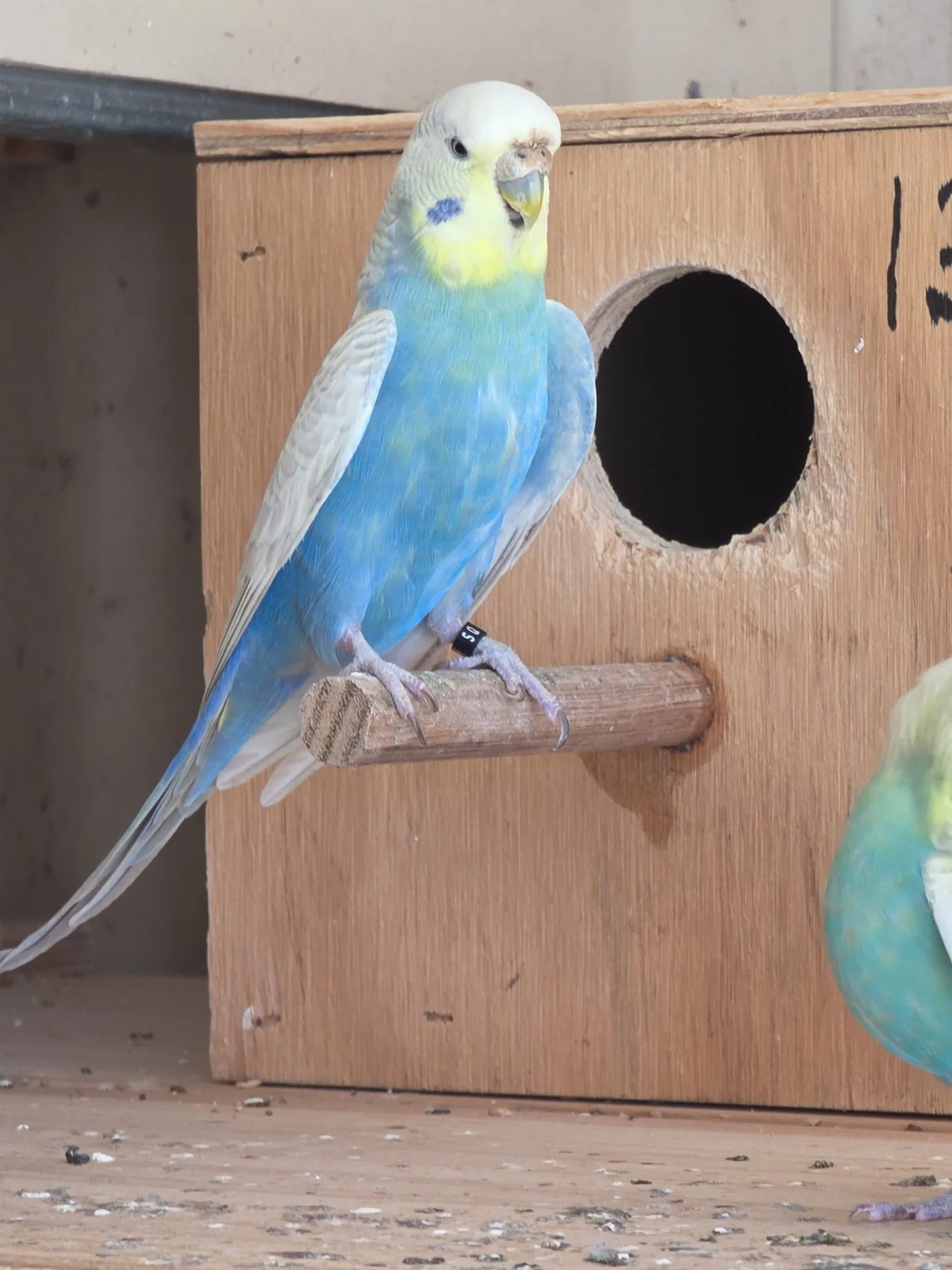 Whitecap Violet Clearwing budgie photo at Park Ridge Heritage Clearwing Budgies showing Whitecap or Seafoam influence in the Heritage Clearwing line